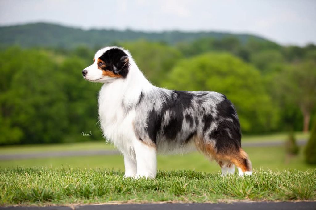 Publication : Roz Liammet