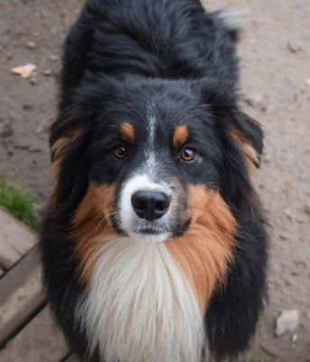 Les chiots de Berger Australien
