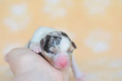 Les chiots de Berger Australien