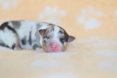 Les chiots de Berger Australien