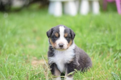 Les chiots de Berger Australien