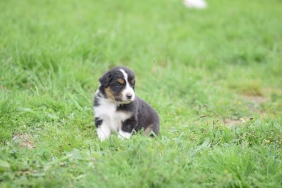 Les chiots de Berger Australien