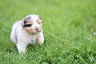 Les chiots de Berger Australien