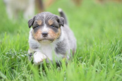 Les chiots de Berger Australien