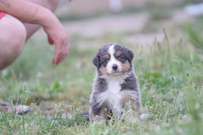 Les chiots de Berger Australien