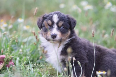 Les chiots de Berger Australien