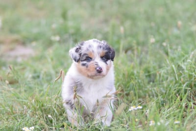 Les chiots de Berger Australien