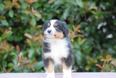 Les chiots de Berger Australien