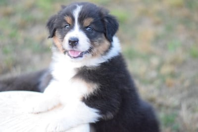 Les chiots de Berger Australien