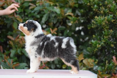 Les chiots de Berger Australien