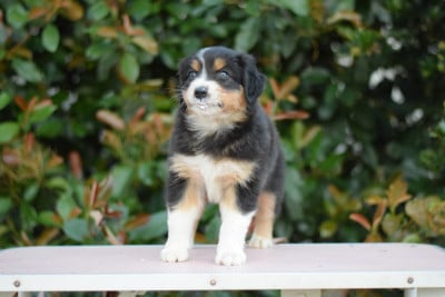 Les chiots de Berger Australien