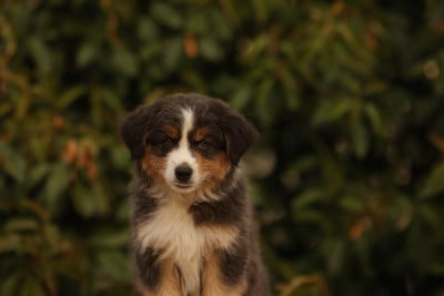 Les chiots de Berger Australien