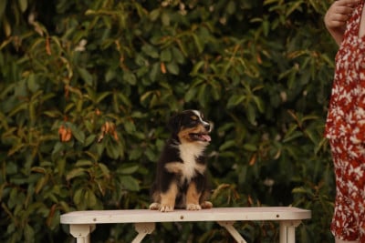 Les chiots de Berger Australien