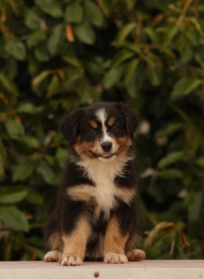 Les chiots de Berger Australien