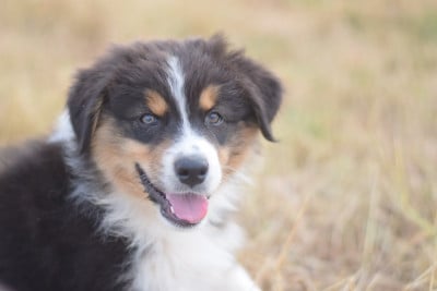 Les chiots de Berger Australien