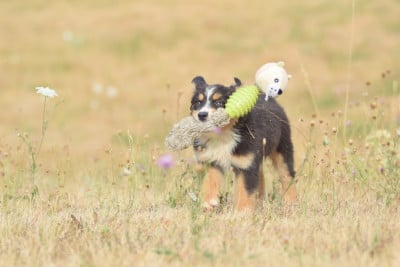 Les chiots de Berger Australien