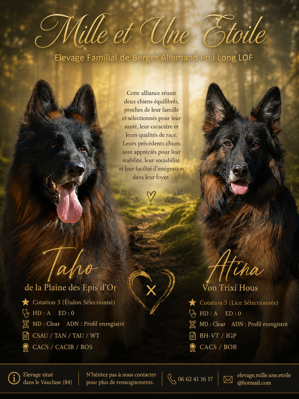 Chiot Berger Allemand Poil Long