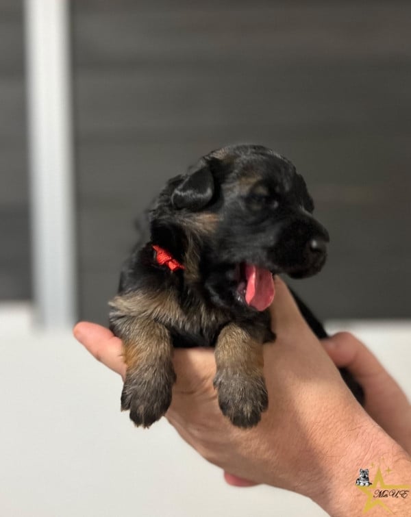 CHIOT 1 - ROUGE - Berger Allemand Poil Long
