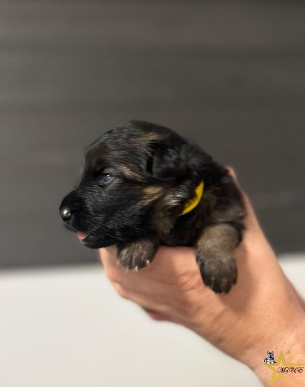CHIOT 2 - JAUNE - Berger Allemand Poil Long