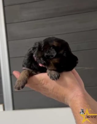 CHIOT 3 - ROSE - Berger Allemand Poil Long