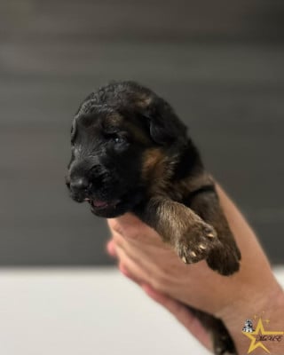 CHIOT 4 - VERT - Berger Allemand Poil Long