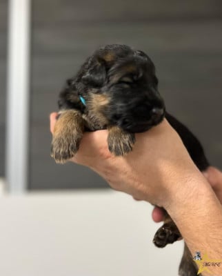 CHIOT 5 - BLEU - Berger Allemand Poil Long