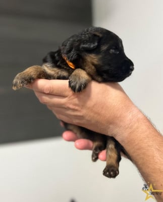 CHIOT 6 - ORANGE - Berger Allemand Poil Long