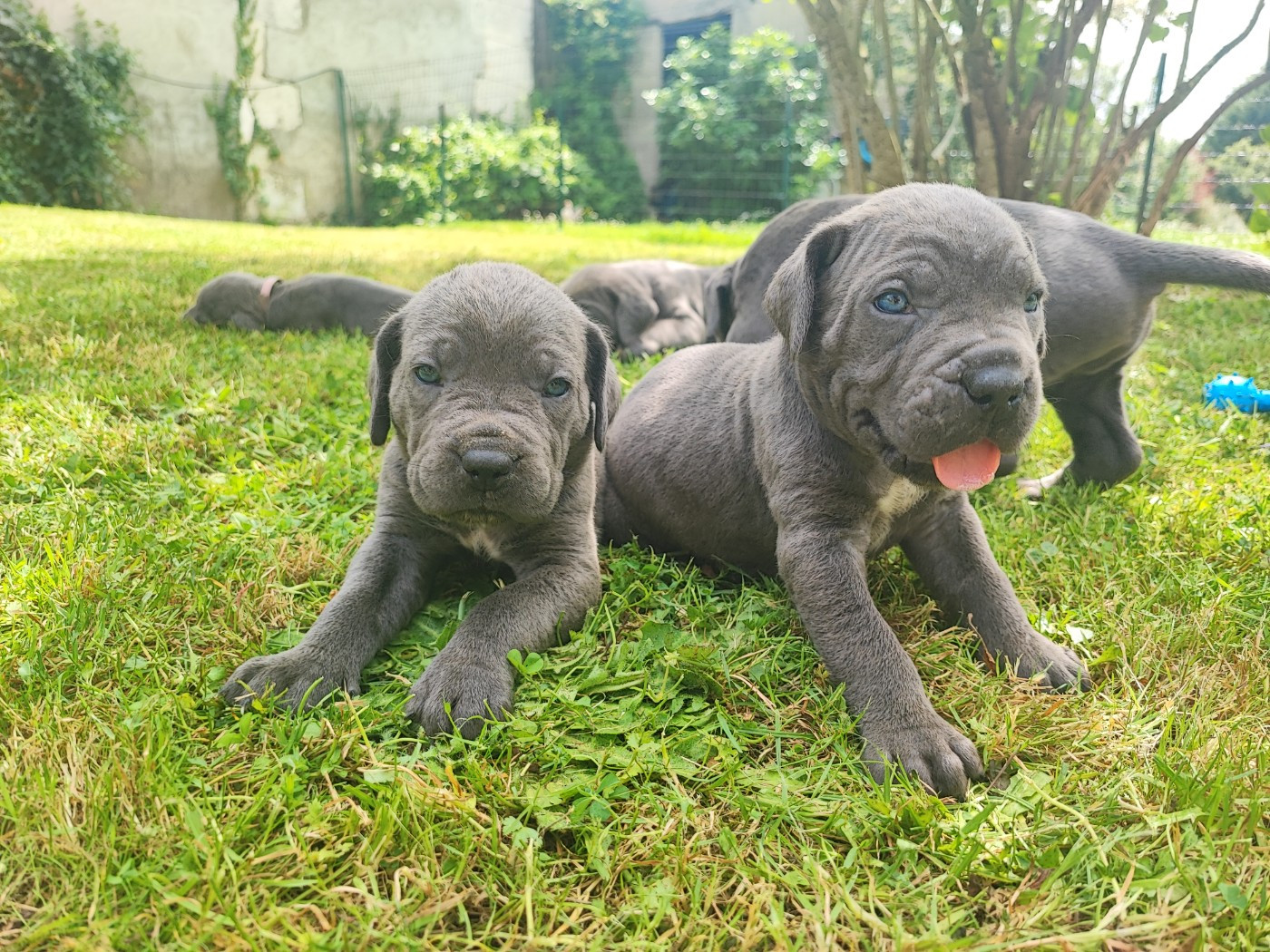Cane Corso - Des Gardiens De Brenne