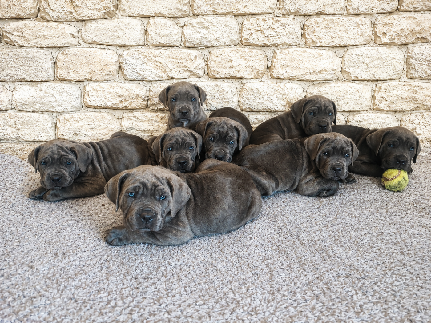 Cane Corso - Des Gardiens De Brenne