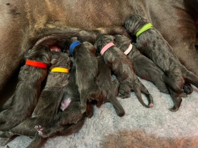 Chiot N°1 - Cane Corso