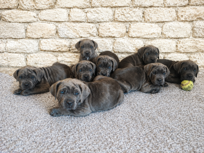 Chiot N°1 - Cane Corso