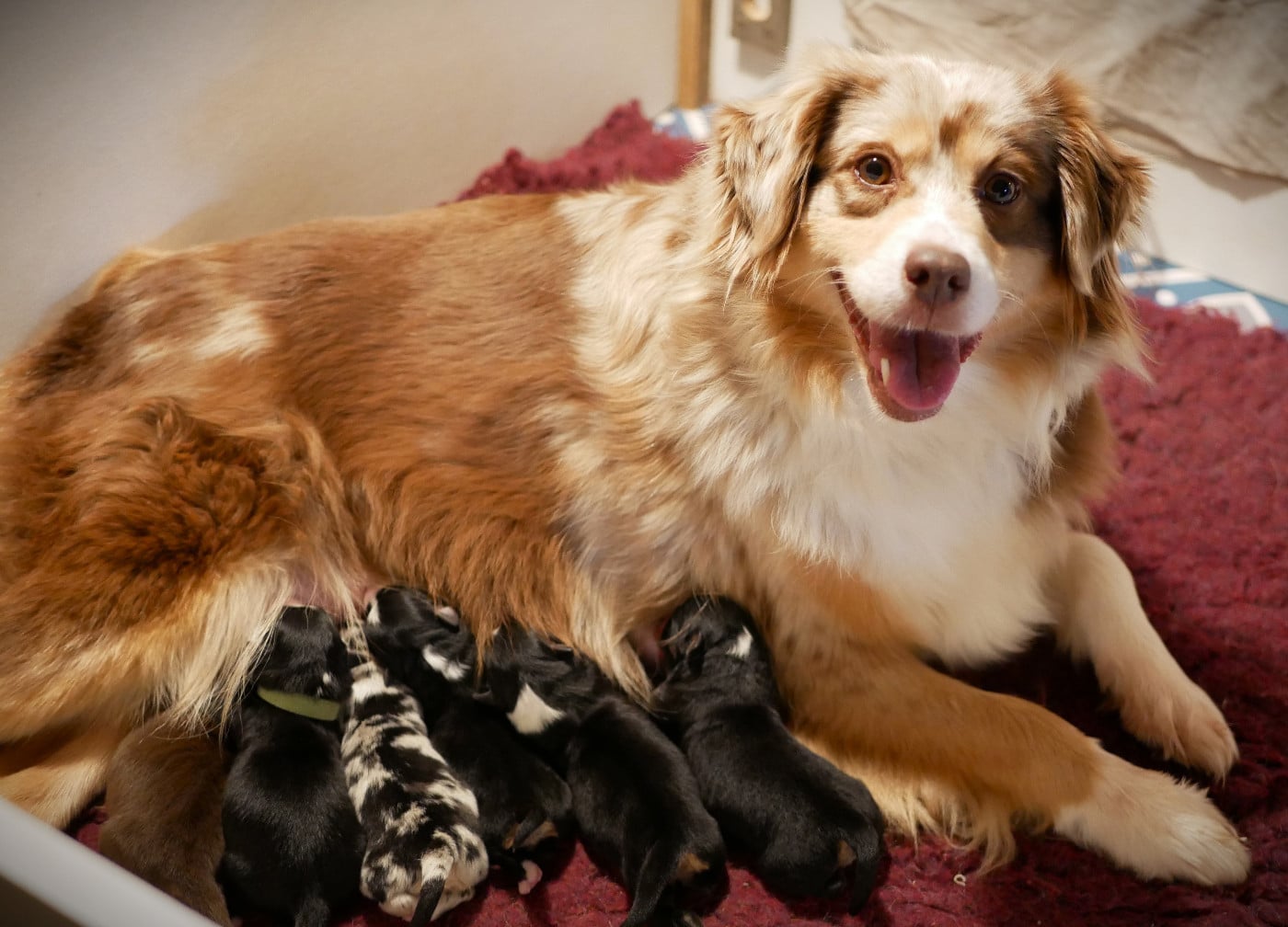 Berger Américain Miniature  - Des Ouréas