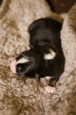 Les chiots de Berger Américain Miniature