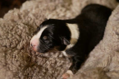 Les chiots de Berger Américain Miniature