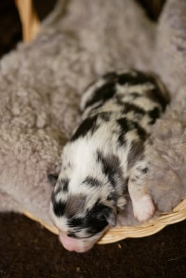Les chiots de Berger Américain Miniature