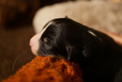 Les chiots de Berger Américain Miniature