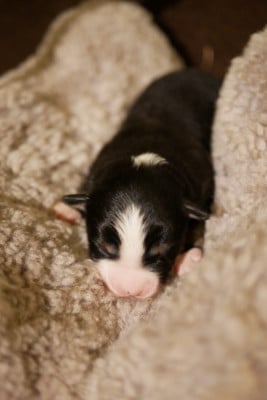 Les chiots de Berger Américain Miniature