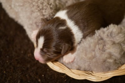 Les chiots de Berger Américain Miniature