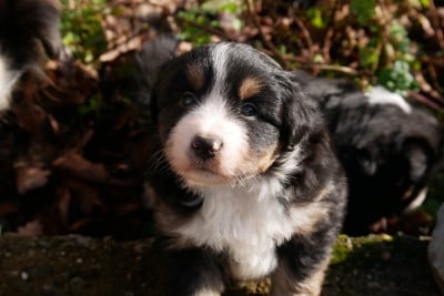 Les chiots de Berger Américain Miniature