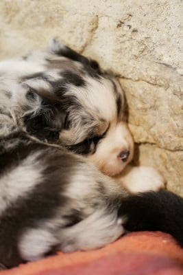 Les chiots de Berger Américain Miniature