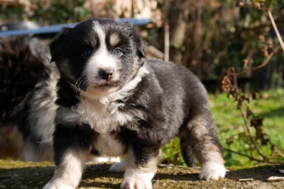 Les chiots de Berger Américain Miniature