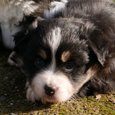 Les chiots de Berger Américain Miniature