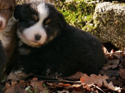 Les chiots de Berger Américain Miniature