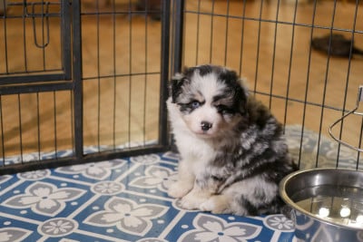 Les chiots de Berger Américain Miniature 