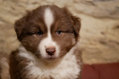 Les chiots de Berger Américain Miniature 
