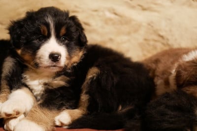 Les chiots de Berger Américain Miniature 