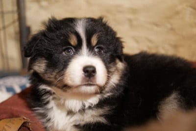 Les chiots de Berger Américain Miniature 