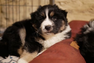 Les chiots de Berger Américain Miniature 