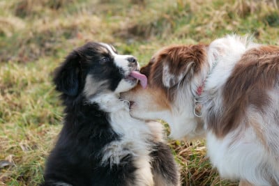 Les chiots de Berger Américain Miniature