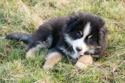 Les chiots de Berger Américain Miniature